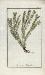 Lycopod i klubbor eller officinell lycopod (Lycopodium clavatum). Litografi från "Afbeelding der Artseny-Gewassen" av Johannes Zorn (1739-1799), Nederländerna