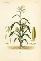 Majs eller majs, Zea mays, Mais