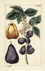 Malajiskt äpple, Syzygium malaccense.