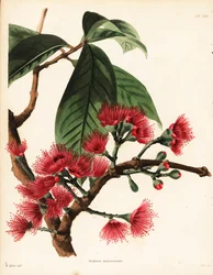 Malaysiskt rosenäpple, Syzygium malaccense (Eugenia malaccensis). Handkolorerat kopparstick av George Cooke efter en illustration av William Miller från Conrad Loddiges