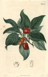 Hankornell, gren med frukt. Illustration av C. Curtis, gravyr av Weddell. Eau forte i The Curtis Botanical Magazine, av Samuel Curtis