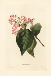 Malpighia glabra. Handkolorerat kopparstick av George Cooke efter en illustration av George Loddiges från Conrad Loddiges