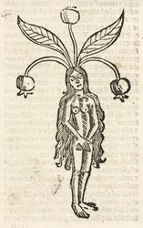 Mandrake (kvinnlig form)