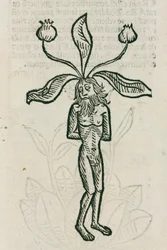 Alruna