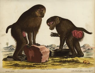 Mandrill till och med, Mandrillus sphinx. Sårbar, sårbar. Simia sphynx Linn. Handkolorerat kopparstick av Johann Sebastian Leitner efter en illustration av Jacques de Seve ur Johann Christian Daniel Schrebers Animal Illustrations after Nature, eller Schreb