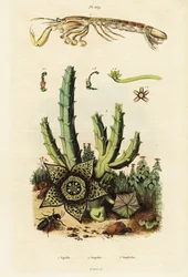 Mantisräkor, stjärnblomma och skalbagge., 1834-1839 (gravyr)