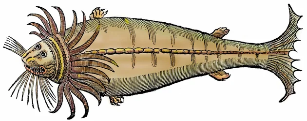 Havsdjur, xylografi hämtad från "Paralipomena accuratissima historiae omnium animalium quae in voluminibus Aldrovandi desiderantur/Bartholomaeus Ambrosinus... summo labore collegit; Marcus Antonius Berna bibliopola bononiensis propriis sumptibus i