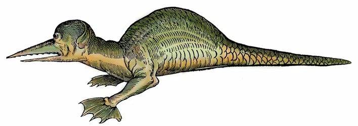 Havsdrake (Draco marinus), xylografi hämtad från "Paralipomena accuratissima historiae omnium animalium quae in voluminibus Aldrovandi desiderantur/Bartholomaeus Ambrosinus... summo labore collegit; Marcus Antonius Berna bibliopola bononiensis propri