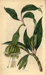 Markea viridiflora (Solandra viridiflora). Handkolorerat kopparstick från Samuel Curtis
