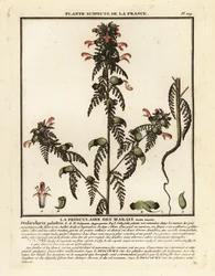 Kärrlusört, Pedicularis palustris.