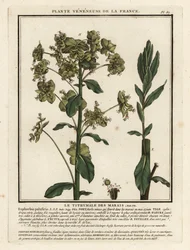 Marsh spurge, Euphorbia palustris.