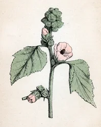 Marshmallow officinale (Althaea officinalis) (Vit malva) (marshmallow, marsh mallow) Botanisk plansch från "Atlas colorie des plantes medicinales" av Paul Hariot