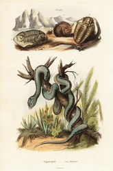 Martinikansk huggorm och utdöda trilobiter.