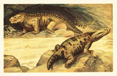 Mastodonsaurus och Pareiasaurus.1908 (litografi)