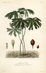 Mayapple eller amerikansk mandrake, Podophyllum peltatum, Podophylle pelte
