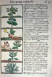 Medicinalväxter, text på Nahuati, från faksimil av manuskriptet General History of Things of New Spain, även känd som Florentine Codex, av Bernardino de Sahagun