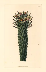 Medusas huvud, Euphorbia caput-medusae. Handkolorerat kopparstick av George Cooke från Conrad Loddiges botaniska kabinett, Hackney