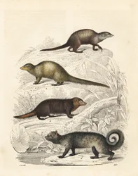 Surikat, Suricata suricatta 1, indisk grå mungo, Herpestes edwardsii 2, vanlig kusimanse, Crossarchus obscurus 3, och asiatisk palmcibet, Paradoxurus hermaphroditus 4. Handkolorerad litografi från Carl Hoffmanns bok om världen, Stuttgart
