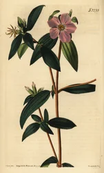 Melastoma osbeckioides. Handkolorerat kopparstick av Weddell efter en illustration av John Curtis från Samuel Curtis