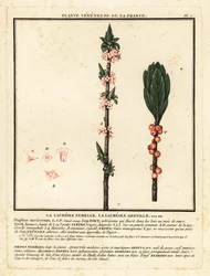 Mezereon, Daphne mezereum.