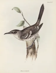 Mockingbird, Galapagosöarna, ca 1832-1836