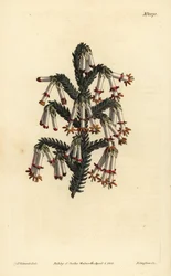 Monadelphous hed, Erica monadelpha