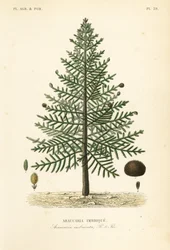 Appusselträd eller chilensk tall, Araucaria araucana, Araucaria imbricata, Araucaria imbrique