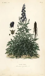 Munkhuva, akonit eller vargbana, Aconitum napellus, Aconit napel