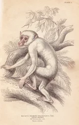 Mormakak, Macaca maura (Macacus maimon brachyurus). Vit maimon, som antogs vara en albino-unge. Handkolorerat stålstick av Lizars efter en illustration av Charles Hamilton Smith ur William Jardines „Naturalist