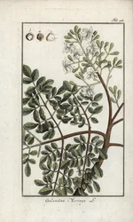Moringa (Moringa oleifera). Litografi från "Afbeelding der Artseny-Gewassen" av Johannes Zorn (1739-1799), Nederländerna