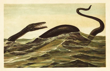 Mosasaurus hoffmannii, utdöd vattenlevande reptil.1908 (litografi)