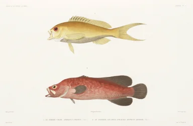 Fläckig tvålfisk och Ruby Anthias