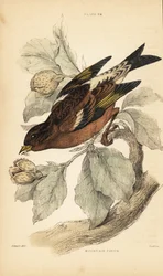 Fjällfink eller bramling, Fringilla montifringilla.1889 (gravyr)