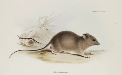 Mus, Galapagosöarna, ca 1832-1836