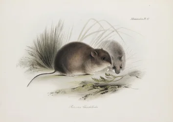 Mus, Tierra del Fuego, Sydamerika, c 1832-1836