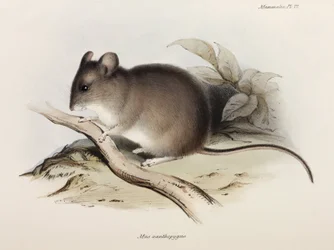 Mus, c 1832-1836