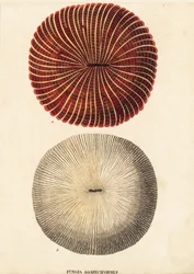 Svampkorall, Fungia fungites (Fungia agariciformis). Handkolorerad stålgravyr från Georg Friedrich Treitschkes naturhistoriska galleri, Naturhistorischer Bildersaal des Thierreiches, Liepzig-1842.