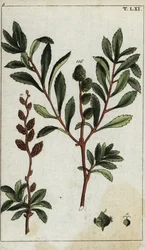 Myrica kuling