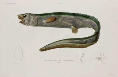 Natacanthus nasus, Island, tidigt 1800-tal
