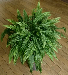 Nephrolepis exaltata, ormbunke i ett hus