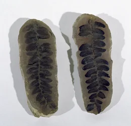 Neuropteris (Frond of Sea Fern) hittad vid Coseley, Staffordshire, Upper Carboniferous Period (foto)