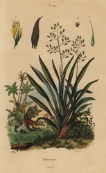Nyzeeländsk lin eller harakeke, Phormium tenax