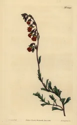 Nattluktande hermannia, Hermannia flammea