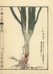 Nira eller kinesisk gräslök, rot och stjälk, Allium tuberosum Rottler ex Spreng. Handkolorerat träsnitt av Kono Bairei från Senshu no Hana (Tusen olika sorters blommor), Bunkyudo, Kyoto