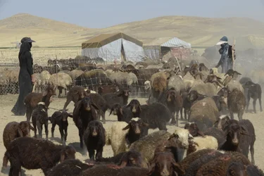 Nomadtält mellan Tamar och Ashkhaneh, Iran 2022 (fotografi)