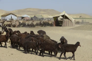 Nomadtält mellan Tamar och Ashkhaneh, Iran 2022 (fotografi)