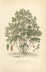 Norrbärsbär, Myrica pensylvanica, cirier de pensylivanie
