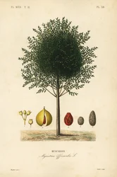 Muskot- och muskotträd, Myristica fragrans, Myristica officinalis, Muscadier