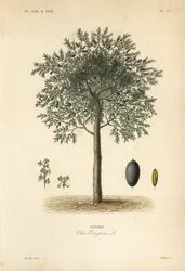Olive tree, Olea europaea, olivier