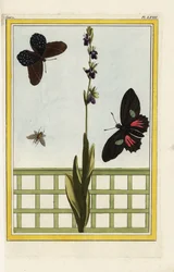Ophrys har insektsformade blommor. Flugblomster, Ophrys insectifera. Doris långvinge, Heliconius doris. Handkolorerad etsning från Pierre Joseph Buchoz "Dyrbar och upplyst samling av de vackraste och märkligaste blommorna, odlade både i trädgårdarna i